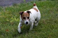 Original reference photo