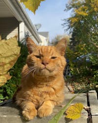 Original reference photo