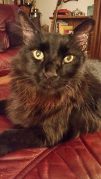 Original reference photo