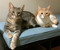 Original reference photo