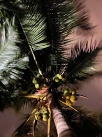 Original reference photo