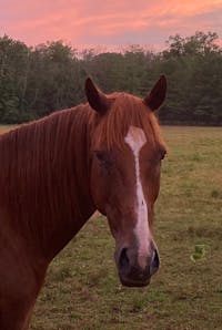 Original reference photo