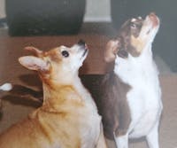 Original reference photo