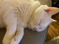 Original reference photo