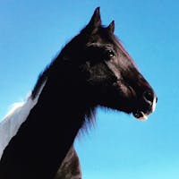 Original reference photo