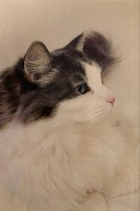 Original reference photo