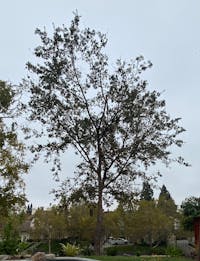 Original reference photo