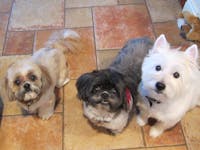 Original reference photo