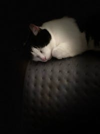 Original reference photo