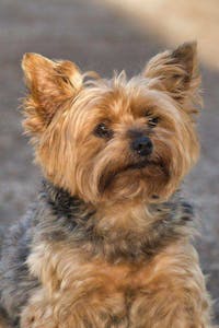 Original reference photo