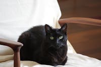 Original reference photo