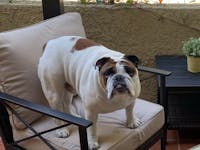 Original reference photo