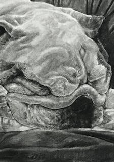 Charcoal drawing of a pit bull
