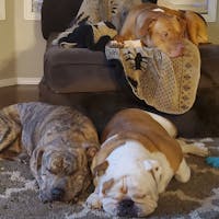 Original reference photo