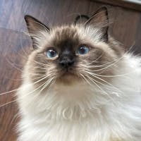 Original reference photo