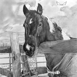 A horse resting his head on a wooden fence, drawn in pencil