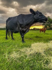 Original reference photo