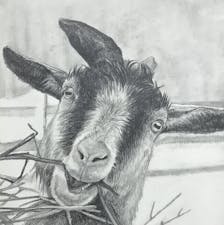 Pencil drawing of a goat