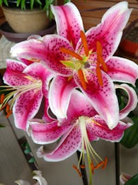 Original reference photo