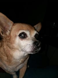 Original reference photo