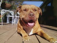 Original reference photo