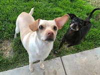 Original reference photo