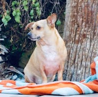 Original reference photo