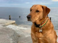 Original reference photo