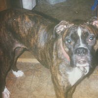 Original reference photo