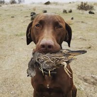 Original reference photo