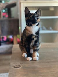 Original reference photo