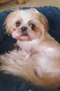 Original reference photo