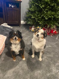 Original reference photo