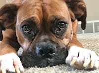 Original reference photo