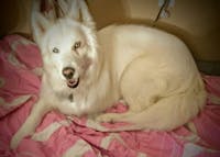 Original reference photo