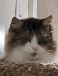 Original reference photo