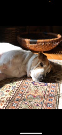 Original reference photo