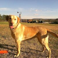 Original reference photo