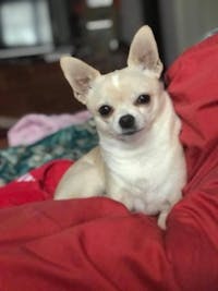 Original reference photo