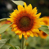 Original reference photo