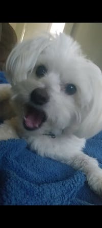 Original reference photo