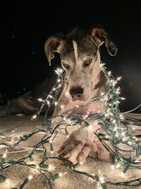 Original reference photo