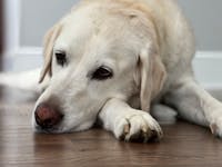 Original reference photo