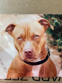 Original reference photo