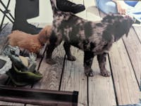 Original reference photo