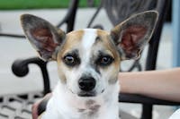 Original reference photo