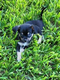 Original reference photo